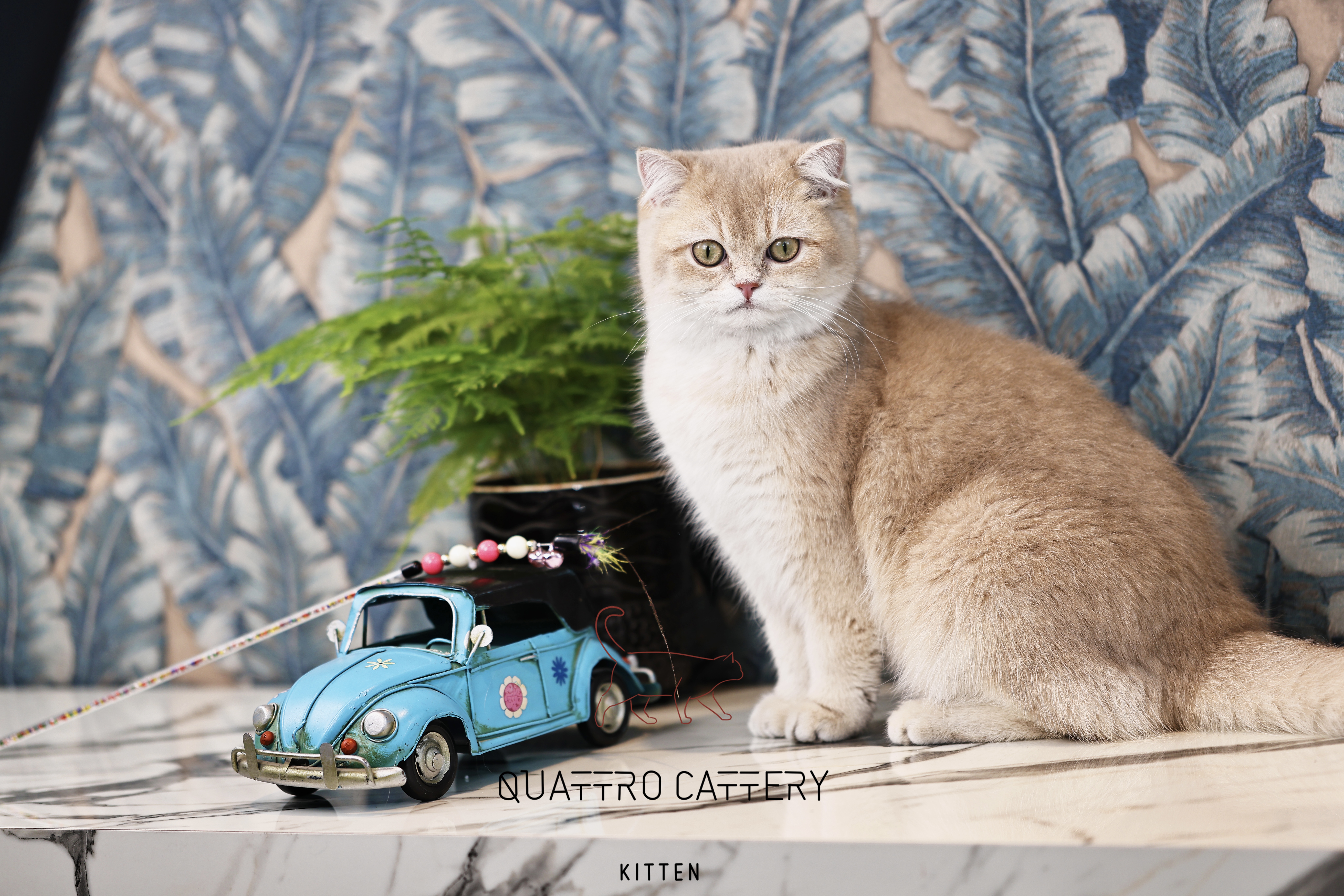 Safkan Kedi Kulübü